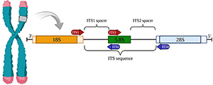 Internal Transcribed Spacers (ITS) rRNA blocker